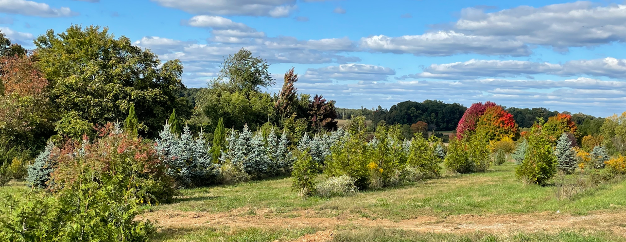 Tree Farm post thumbnail image